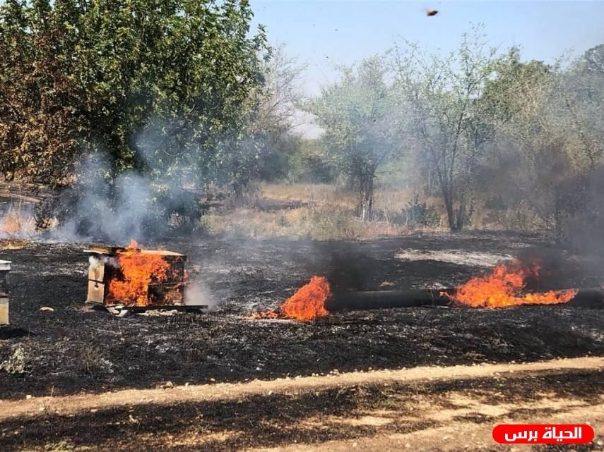 حريق يلتهم 30 شجرة زيتون في مركة جنوب جنين